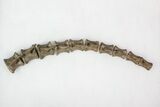 Associated Hadrosaur Vertebrae - Alberta (Disposition #-) #92645-1